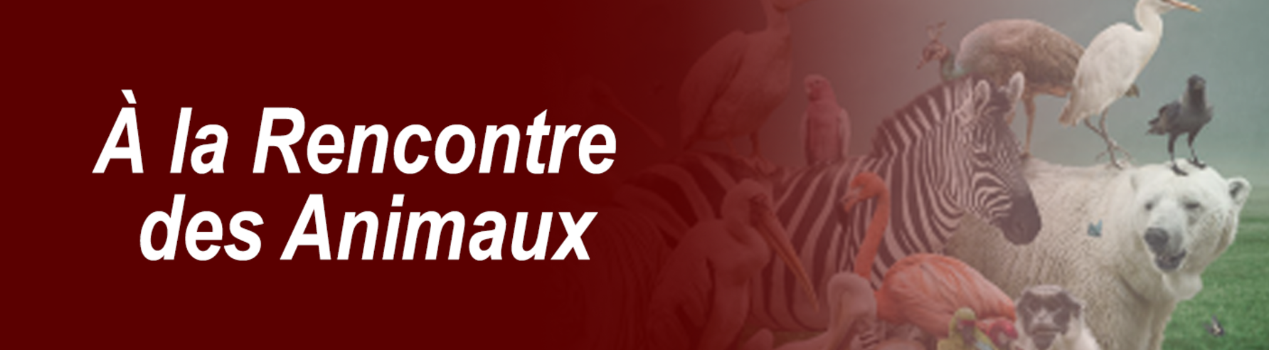 À la Rencontre des Animaux