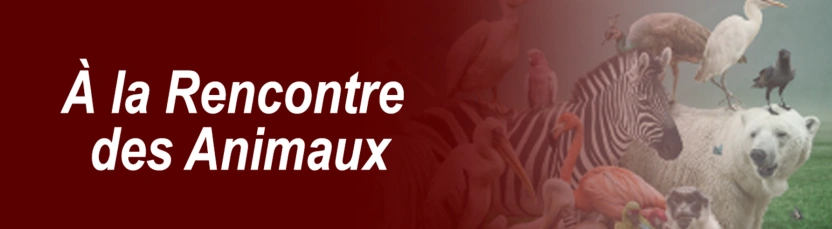 À la Rencontre des Animaux
