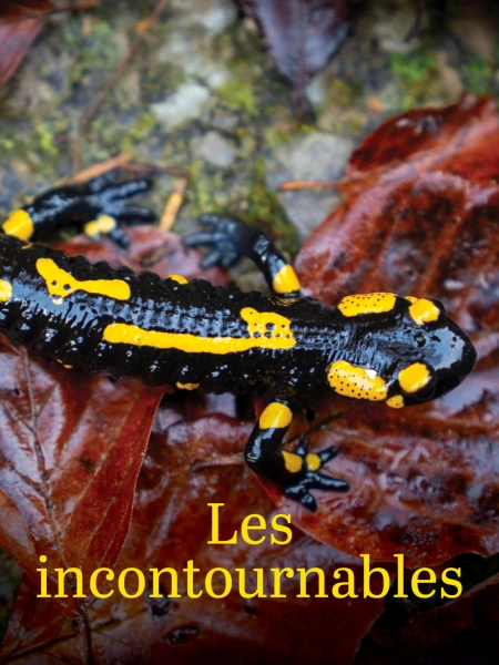 Les incontournables