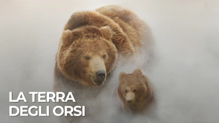 La terra degli orsi