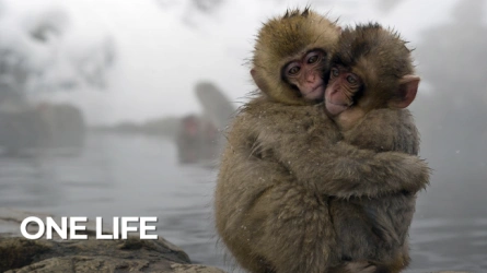One life