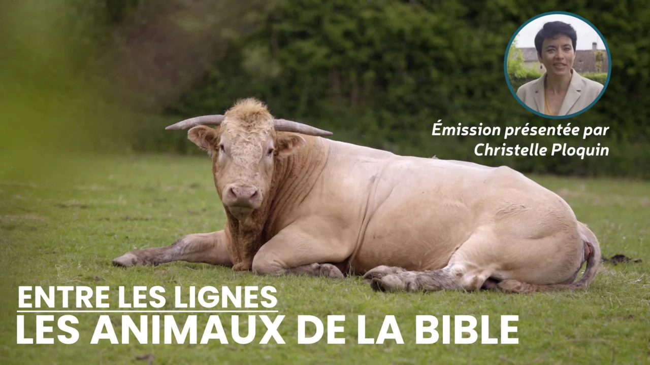Entre les lignes - Les animaux de la Bible