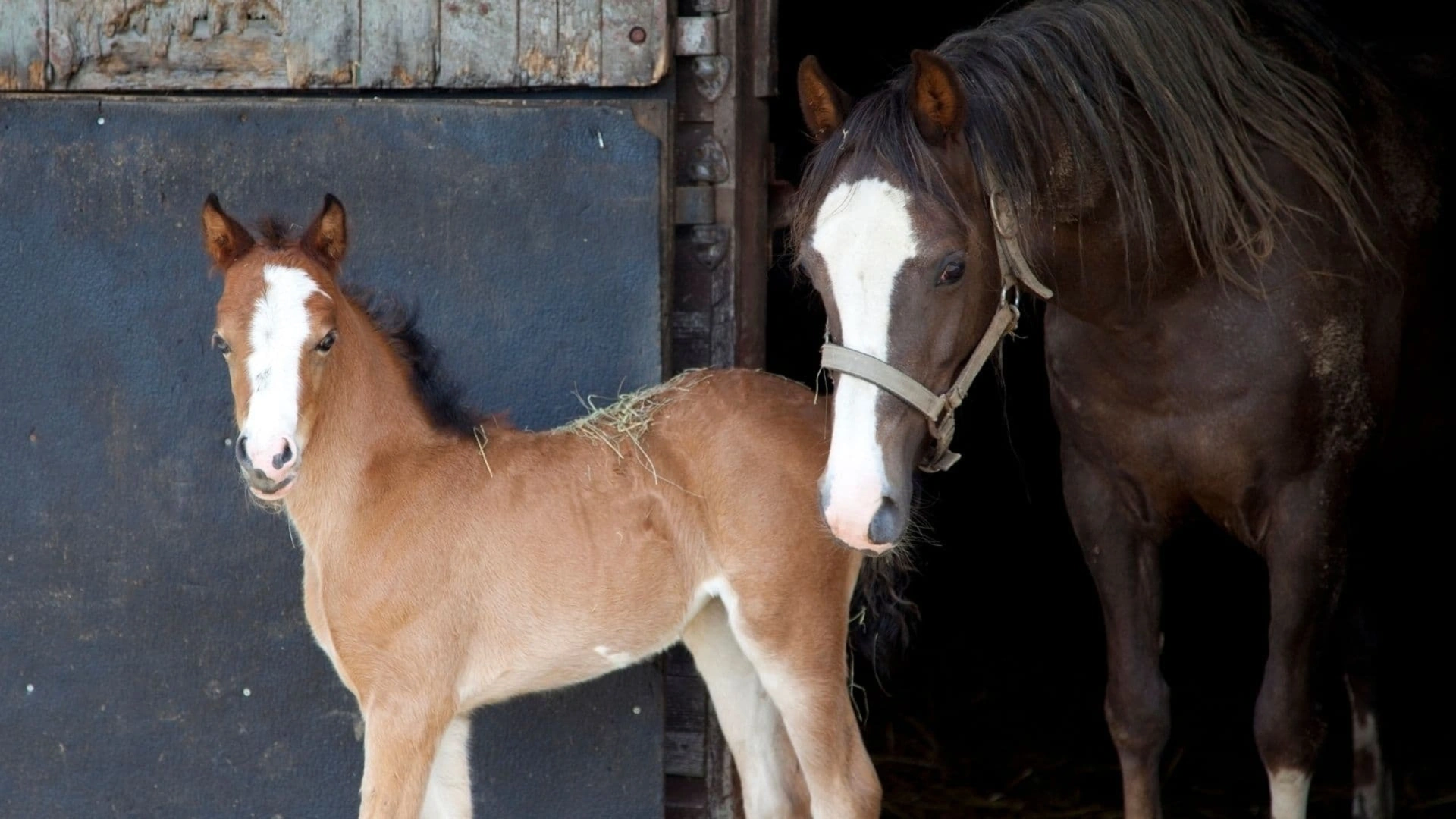 Alice Evrot - Le lait de jument