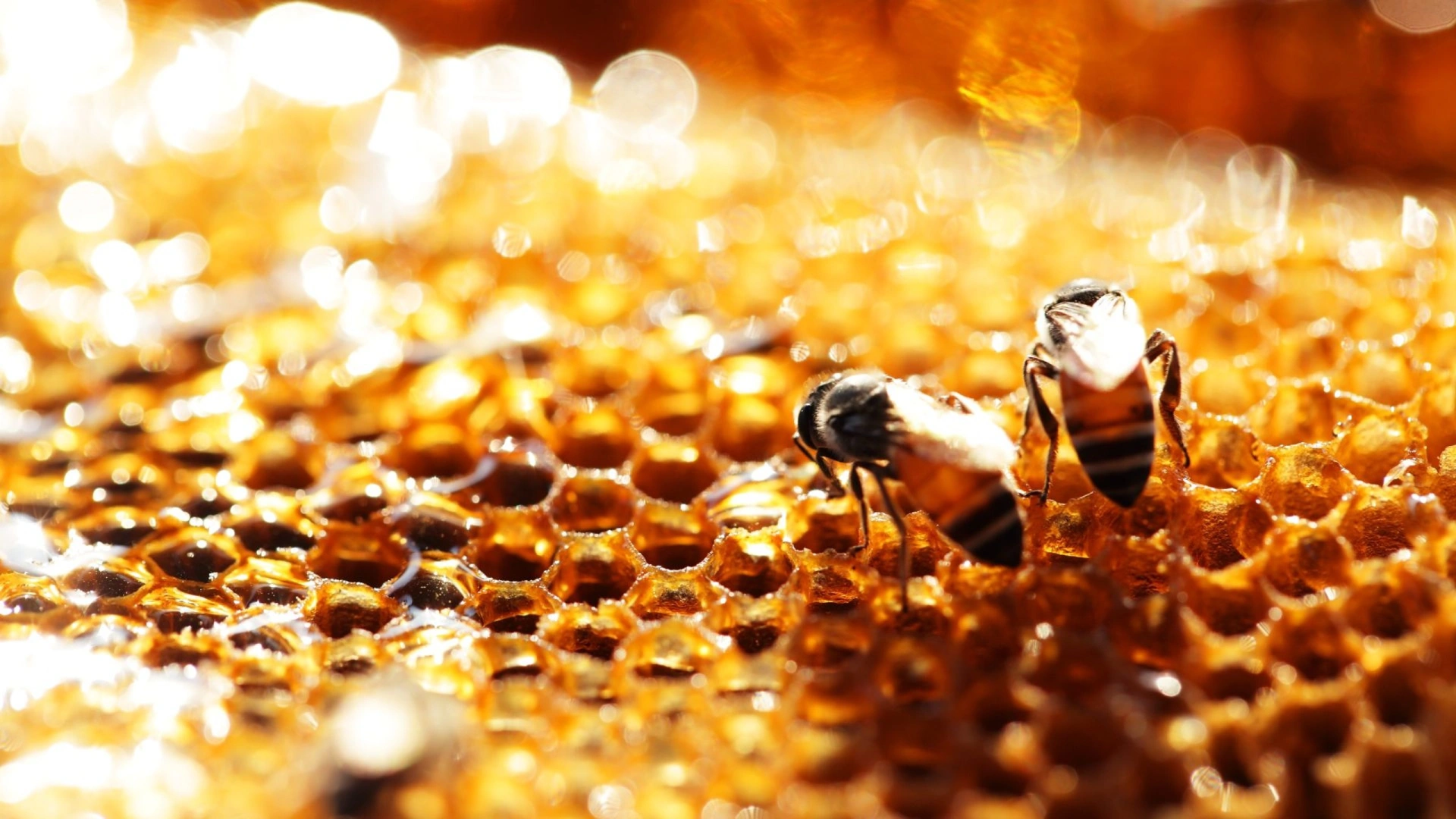 Pauline Paillou - La propolis