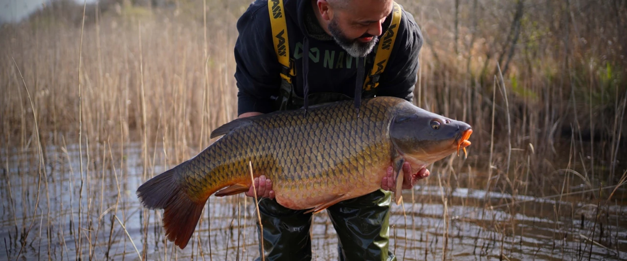 BOUCHES MOLLES ET LINGOTS D'OR - Partie 2