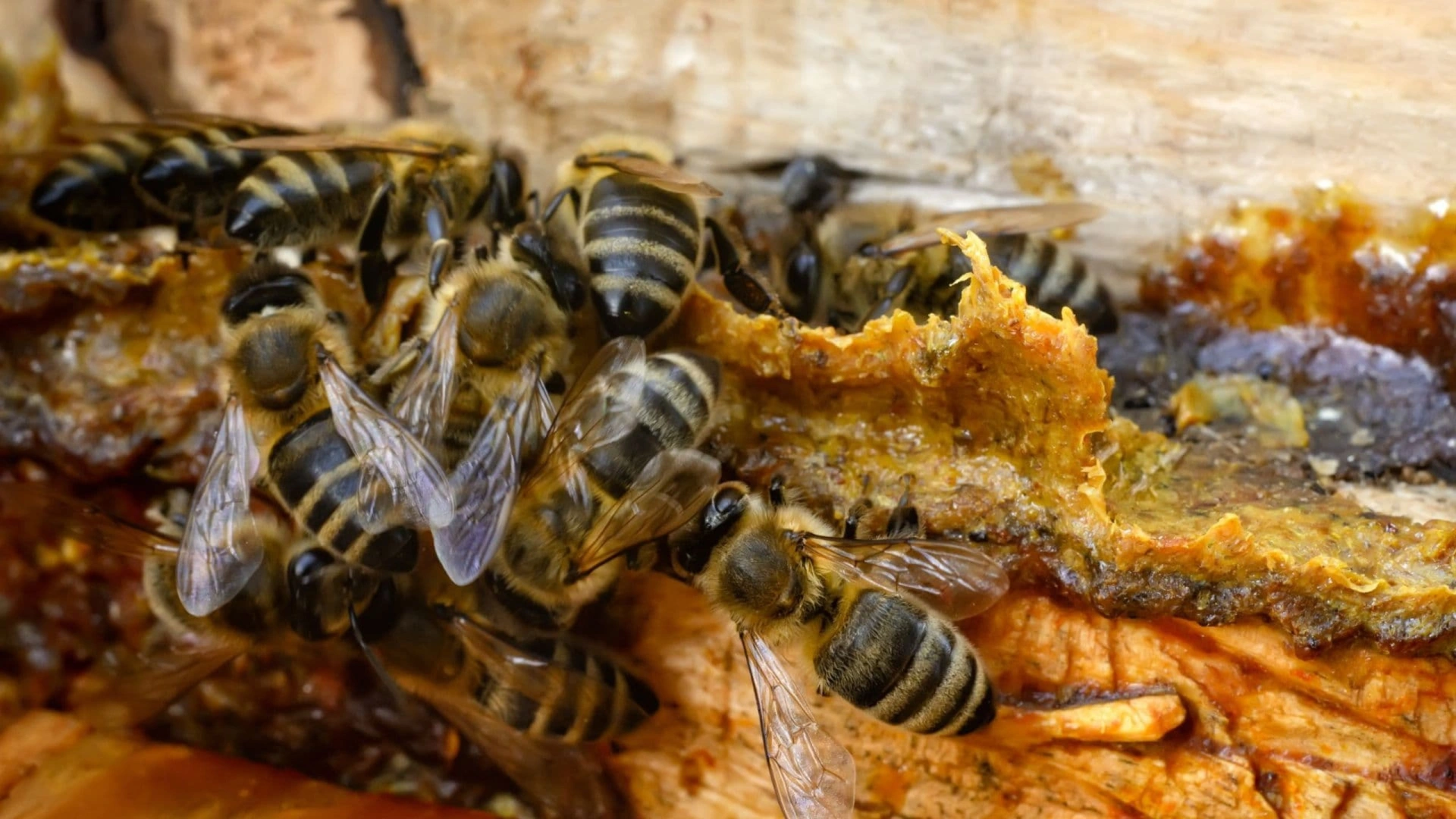 Claude Nonotte-Varly. Les produits de la ruche : Approche scientifique.