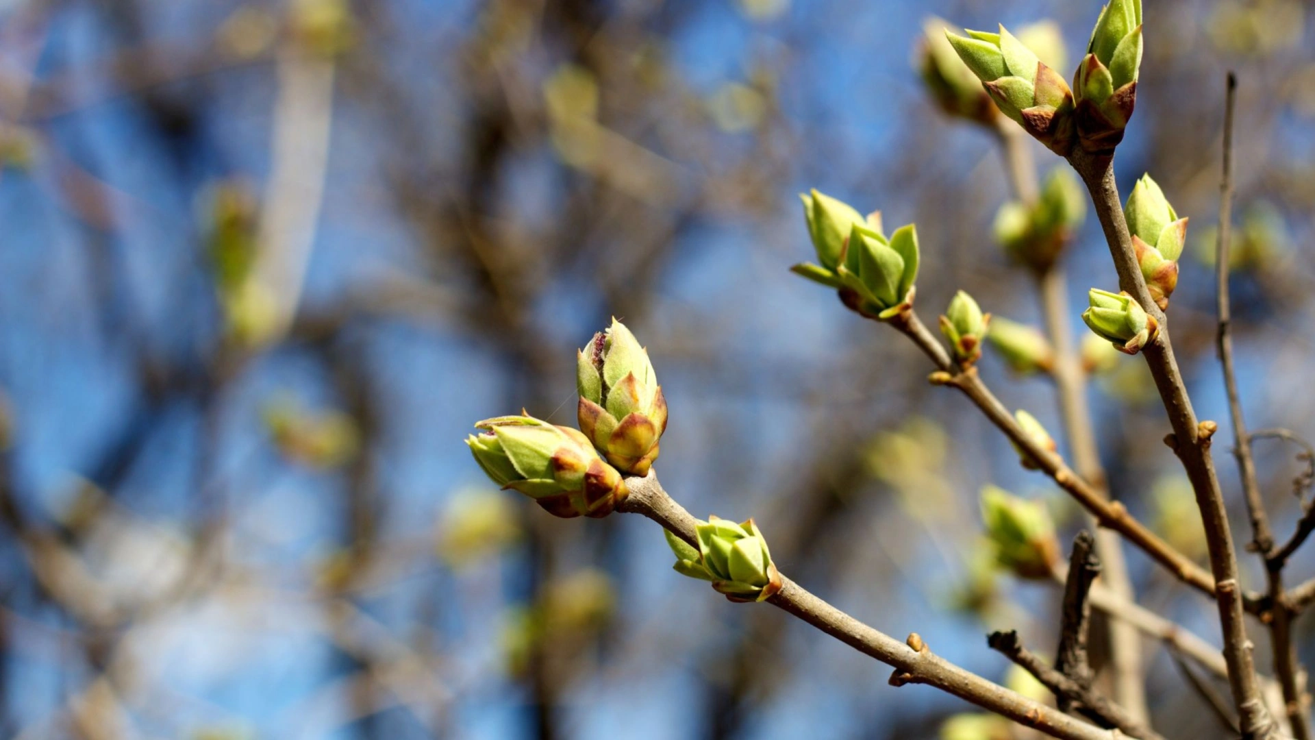 Gemmothérapie : Les bienfaits scientifiques des bourgeons pour la santé