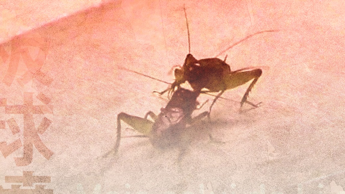 La fureur du grillon