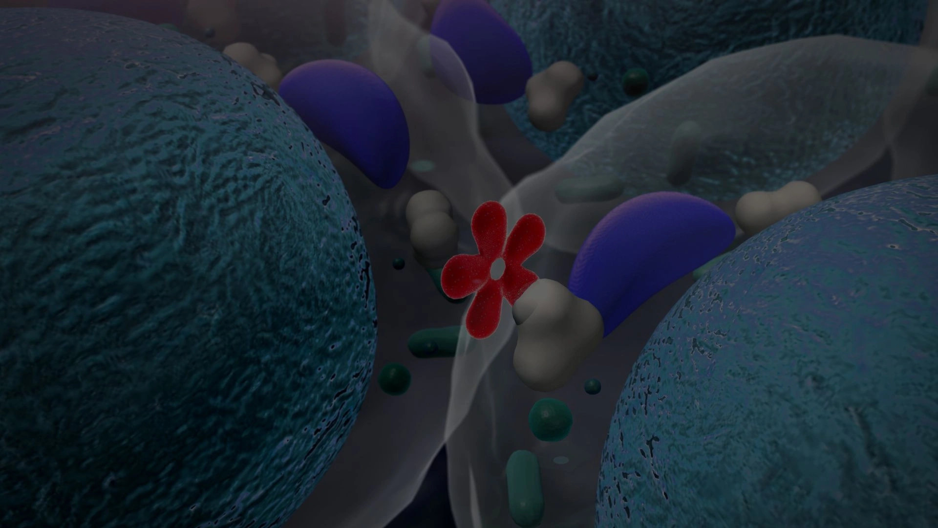 L'effet mimétique hormonal