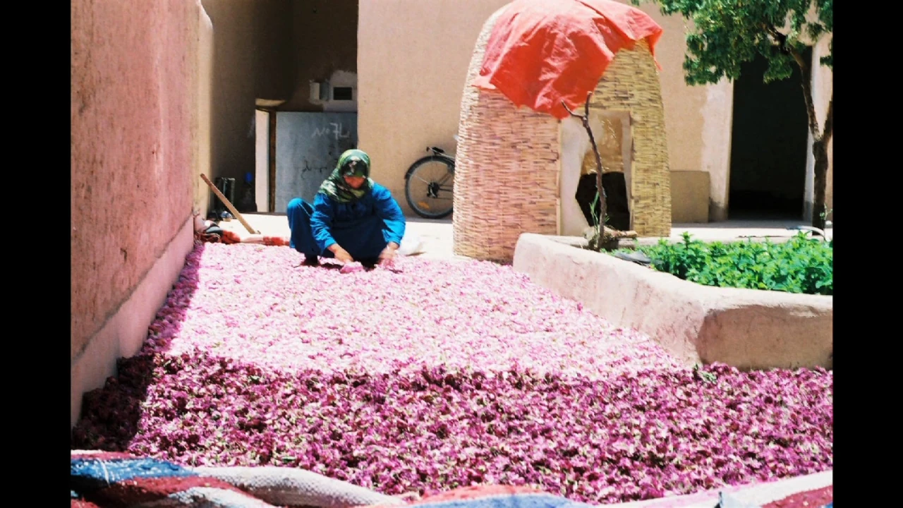 Parfum de roses paroles de femmes