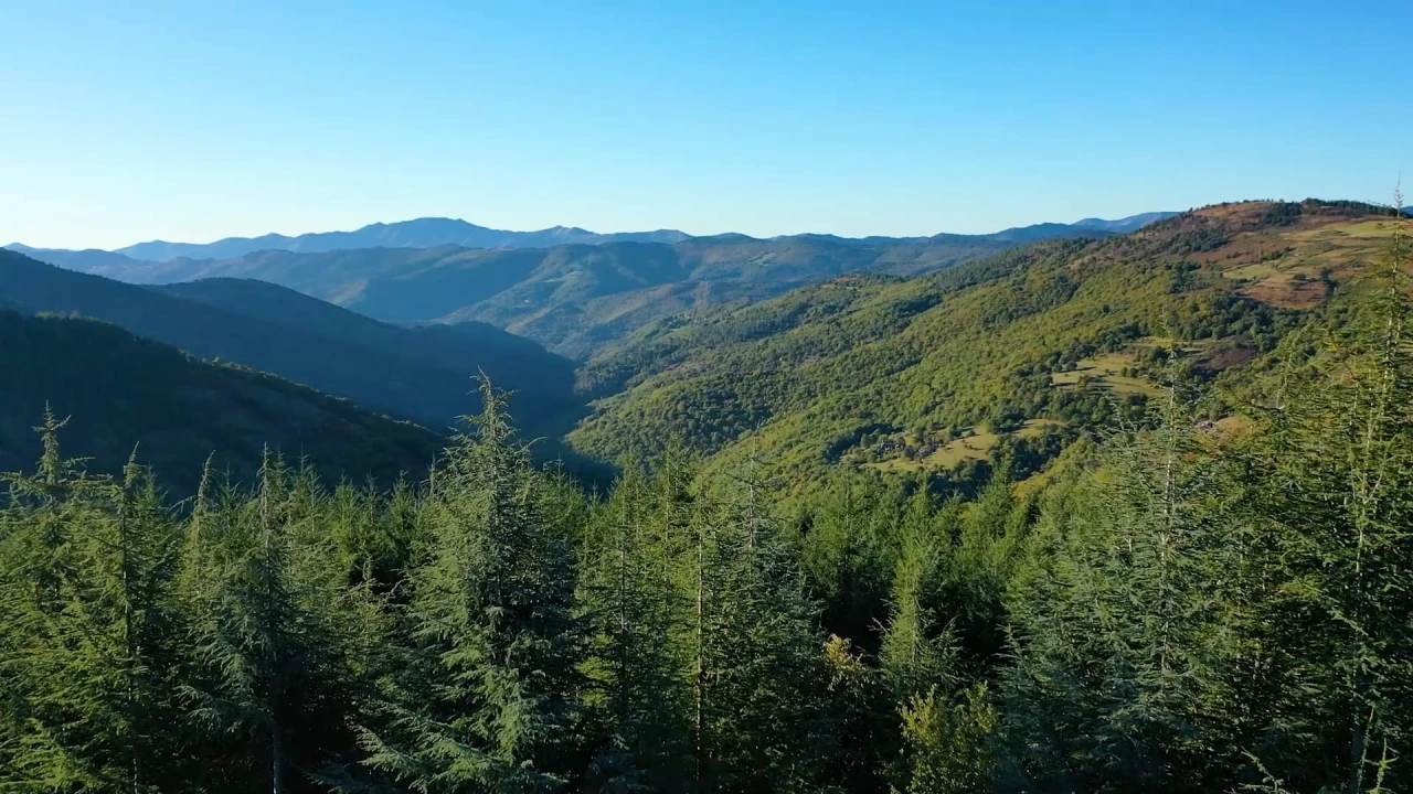 Forêts Indigènes : la Méthode Miyawaki
