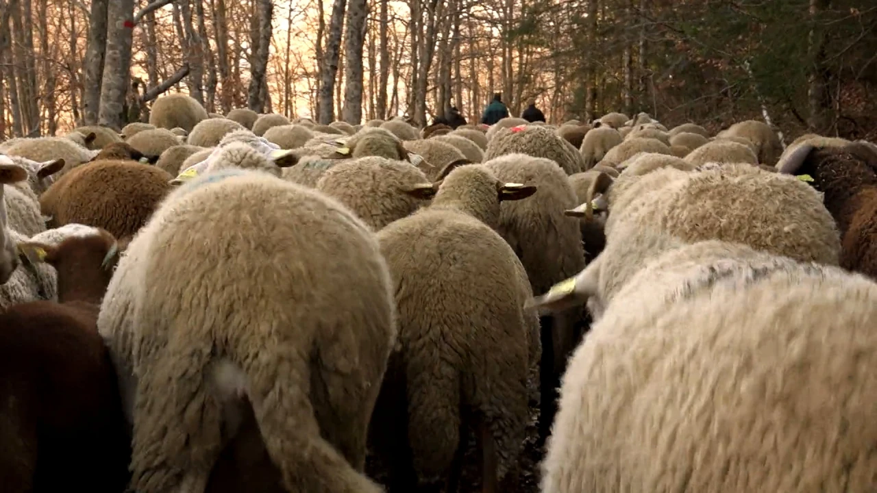 En Transhumance vers le bonheur – Transhumance retour