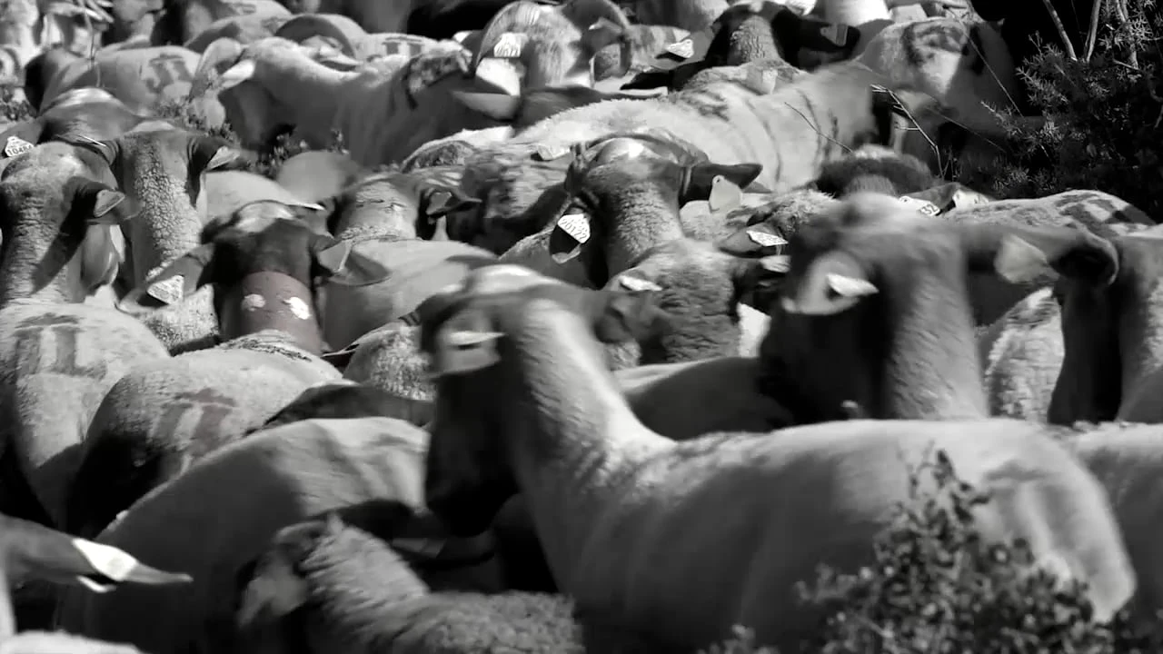 En transhumance vers le bonheur