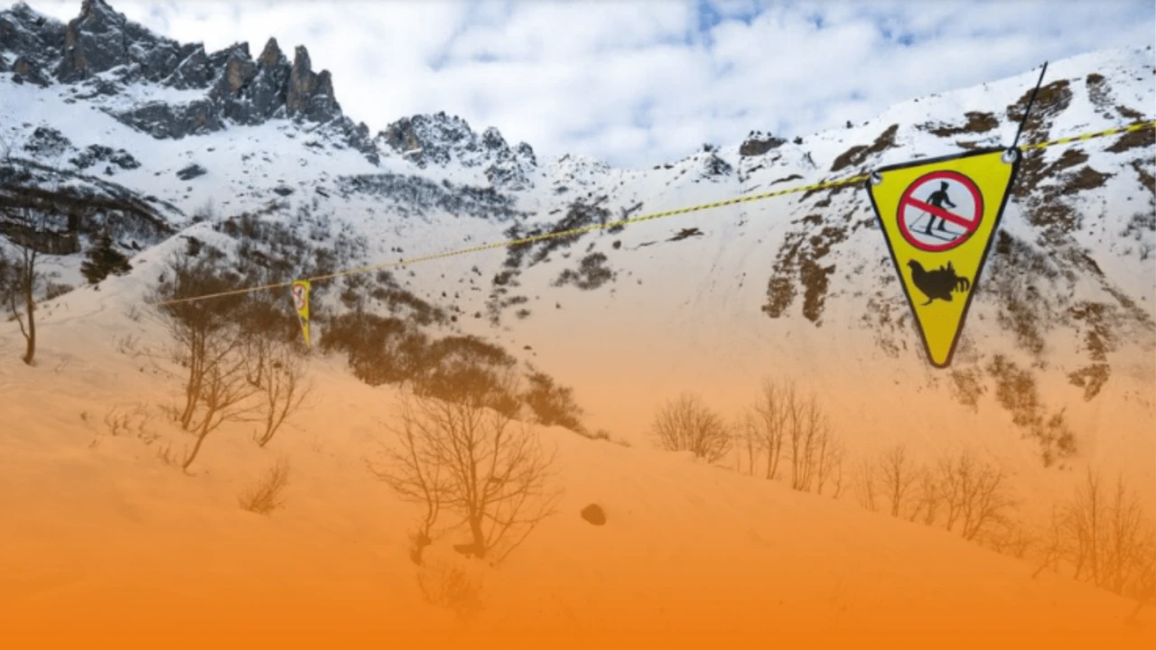 Asters, Conservatoire d'espaces naturels de Haute-Savoie