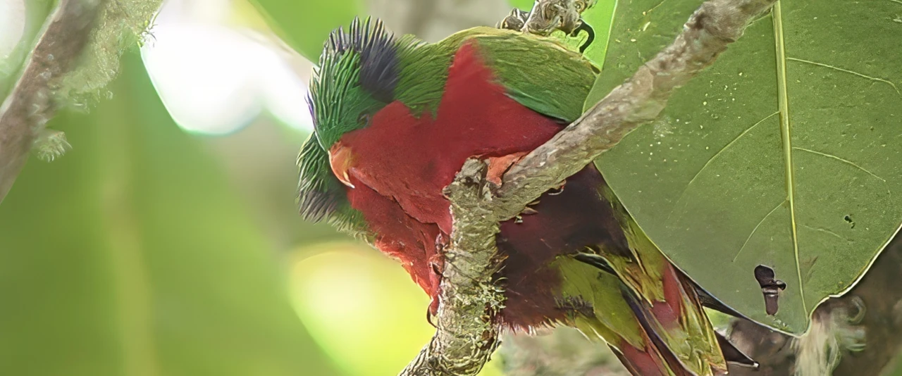 Rere a ura - L'envol du ura