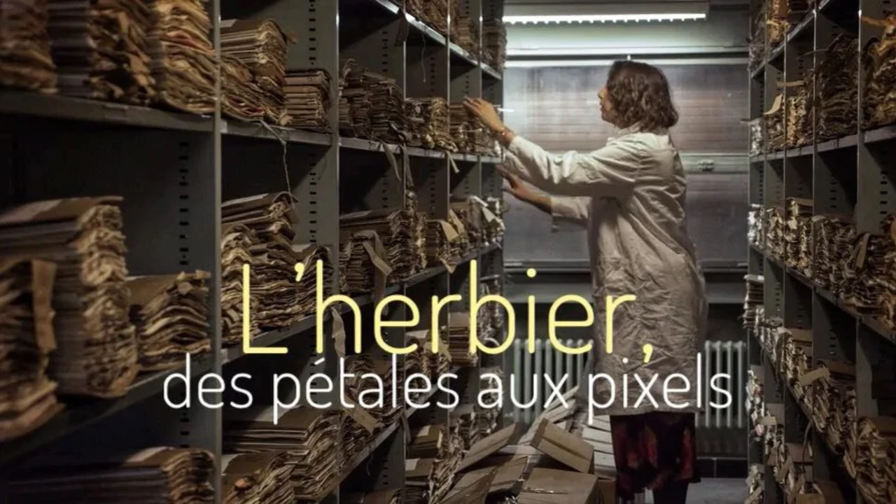L'Herbier, des pétales aux pixels