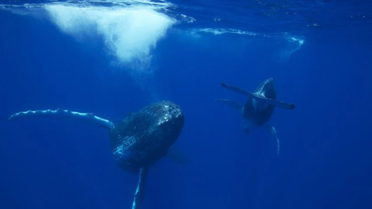 Sur la route des Baleines