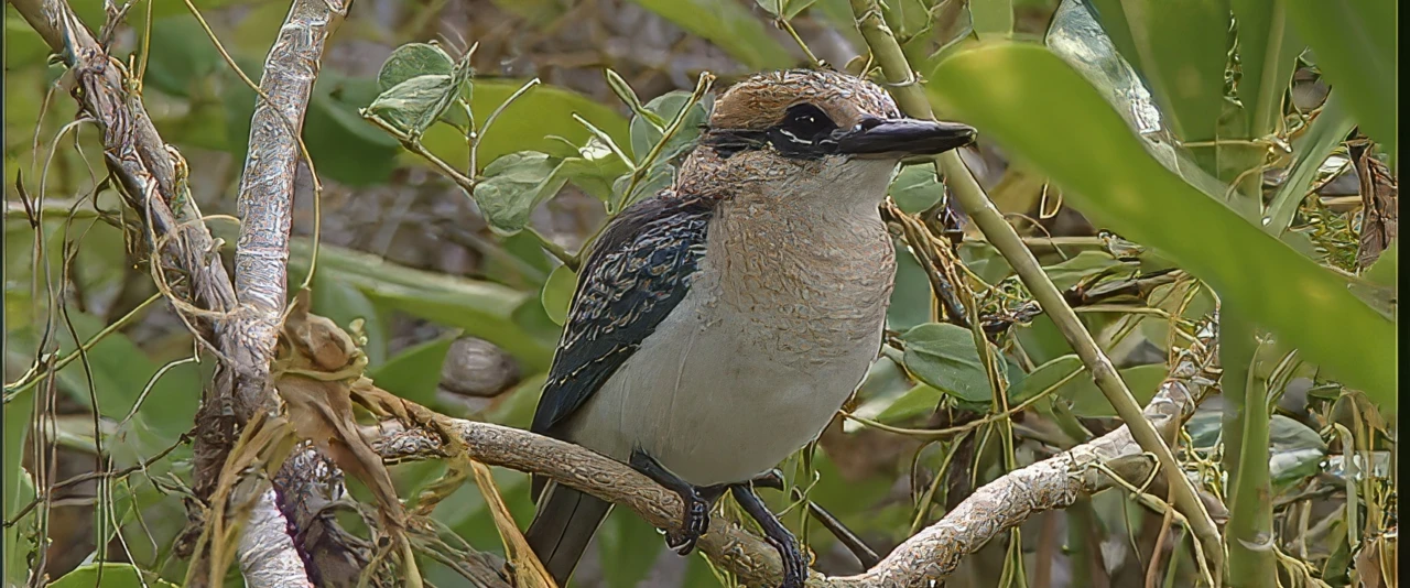 Koteuteu - Le Martin-chasseur de Niau