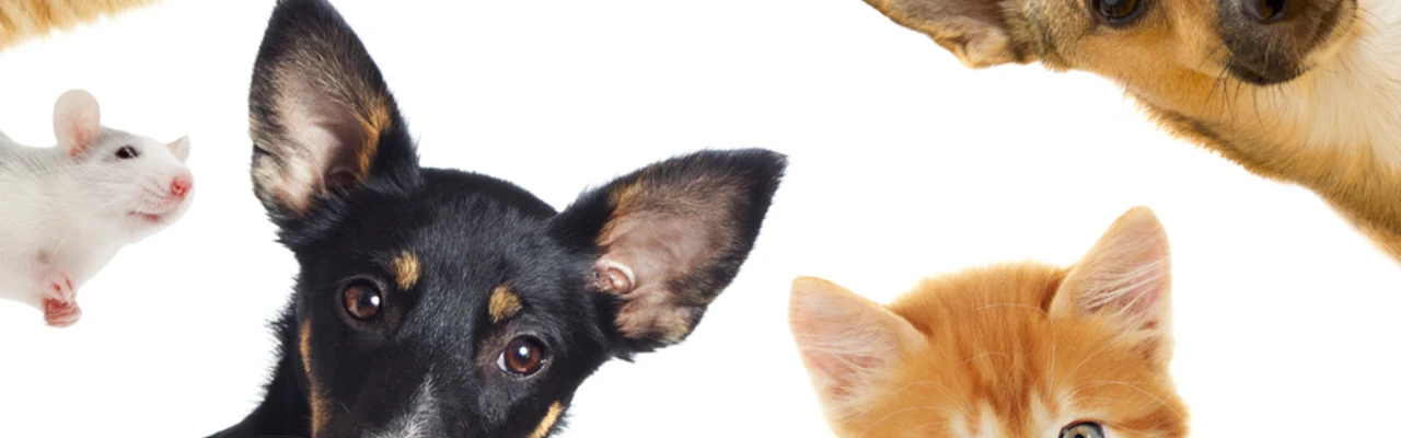 Quiz - Animaux de compagnie