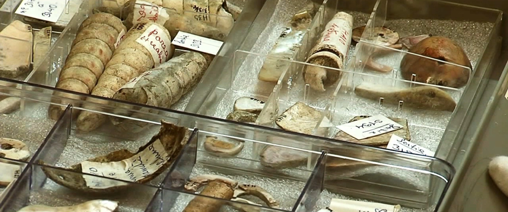 Société des études océaniennes - III - Le Musée de Papeete