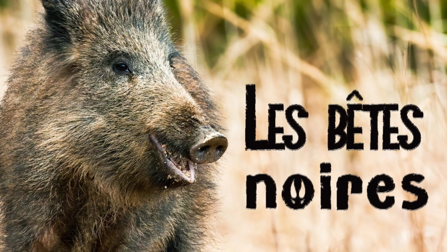 Les bêtes noires