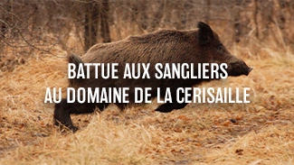 Battue aux sangliers au Domaine de la Cerisaille