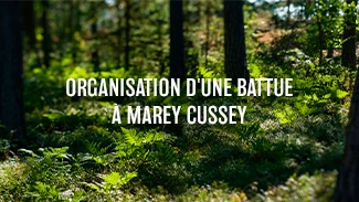 Organisation d'une battue à Marey Cussey