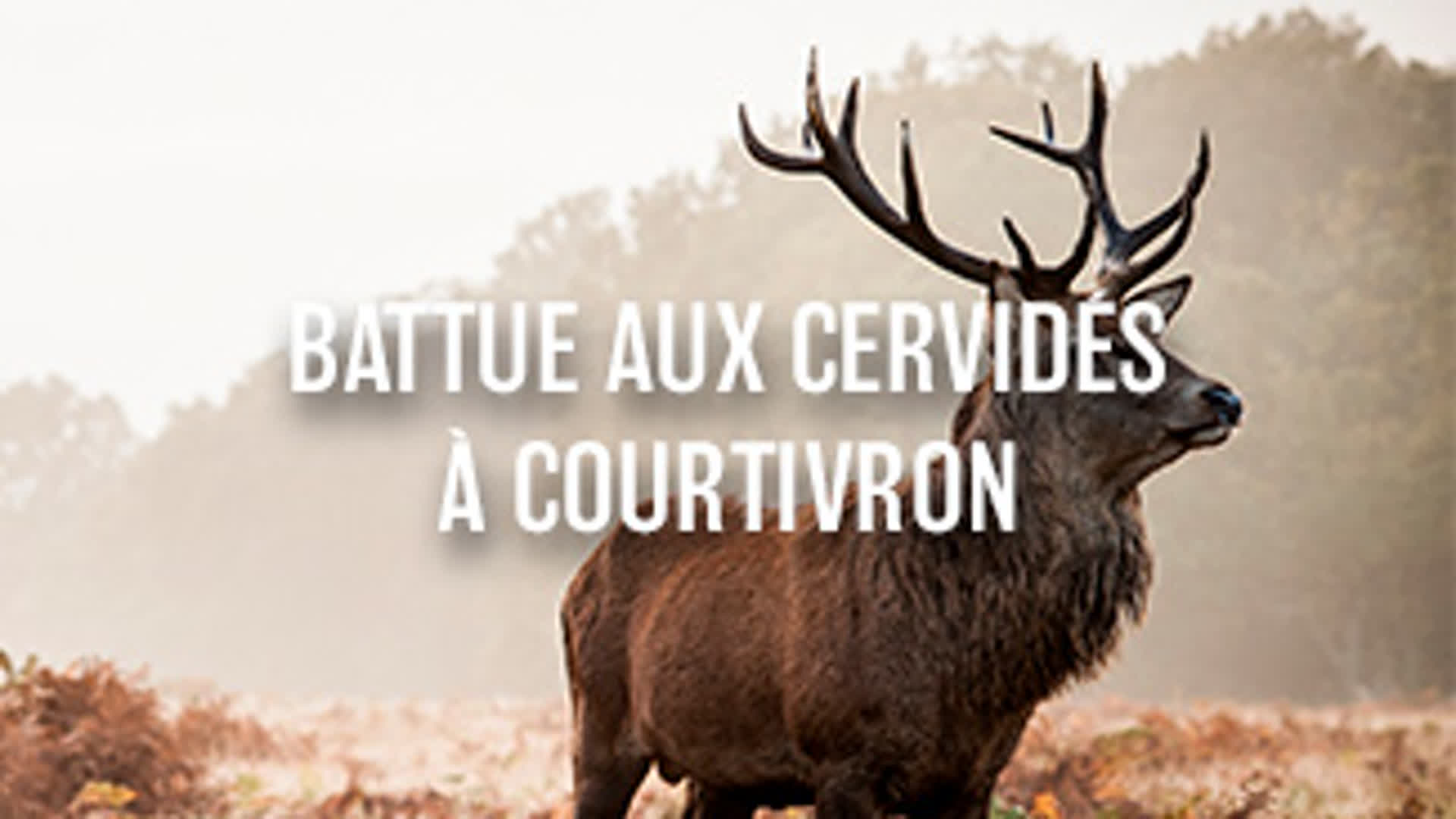 Battue aux cervidés à Courtivron