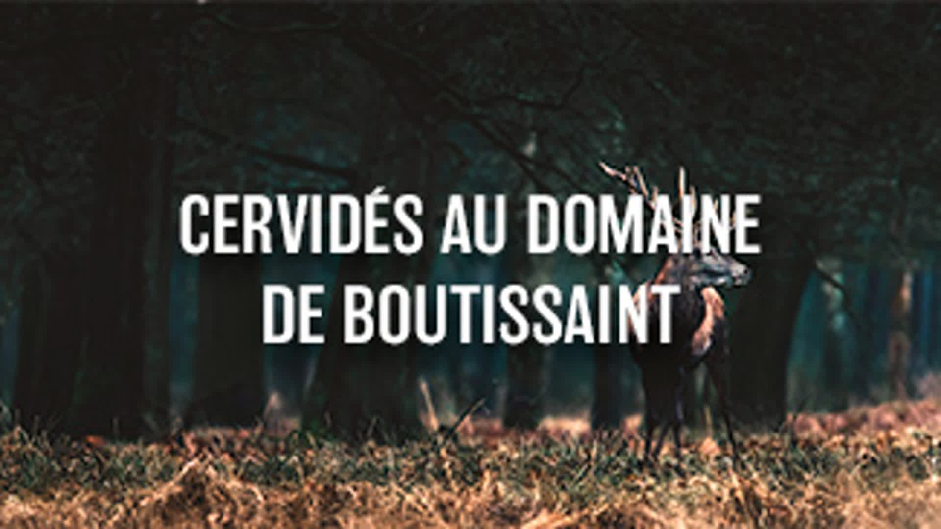 Cervidés au domaine de Boutissaint