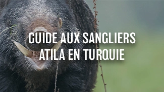 Guide aux Sangliers Atila en Turquie