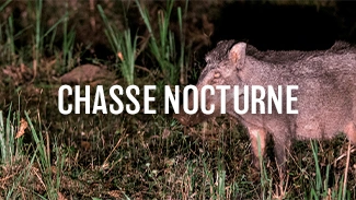 Chasse nocturne