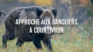 Approche aux sangliers à Courtivron
