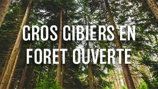 Gros gibiers en forêt ouverte