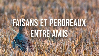 Faisans et perdreaux entre amis
