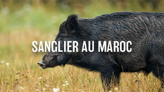 Sanglier au Maroc