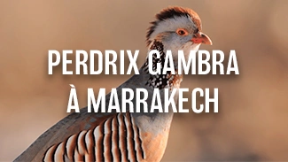 Perdrix Gambra à Marrakech