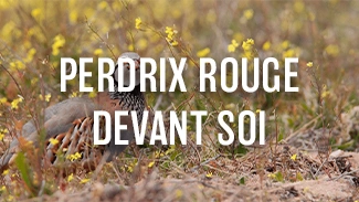 Perdrix rouge devant soi