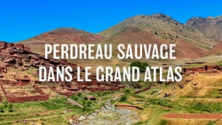 Perdreau sauvage dans le grand Atlas