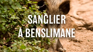 Sanglier à Benslimane