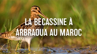 La bécassine à Arbraoua au Maroc