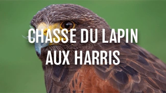 Chasse du lapin aux Harris