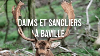 Daims et sangliers à Baville