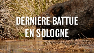 Dernière battue en Sologne