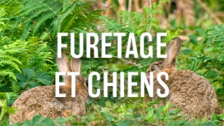 Furetage et chiens