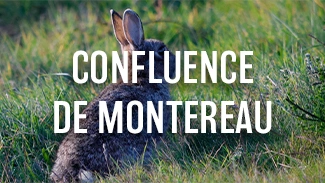 Confluence de Montereau