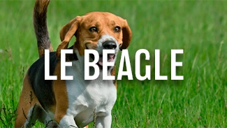 Le Beagle