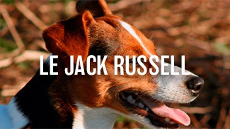 Le Jack Russell