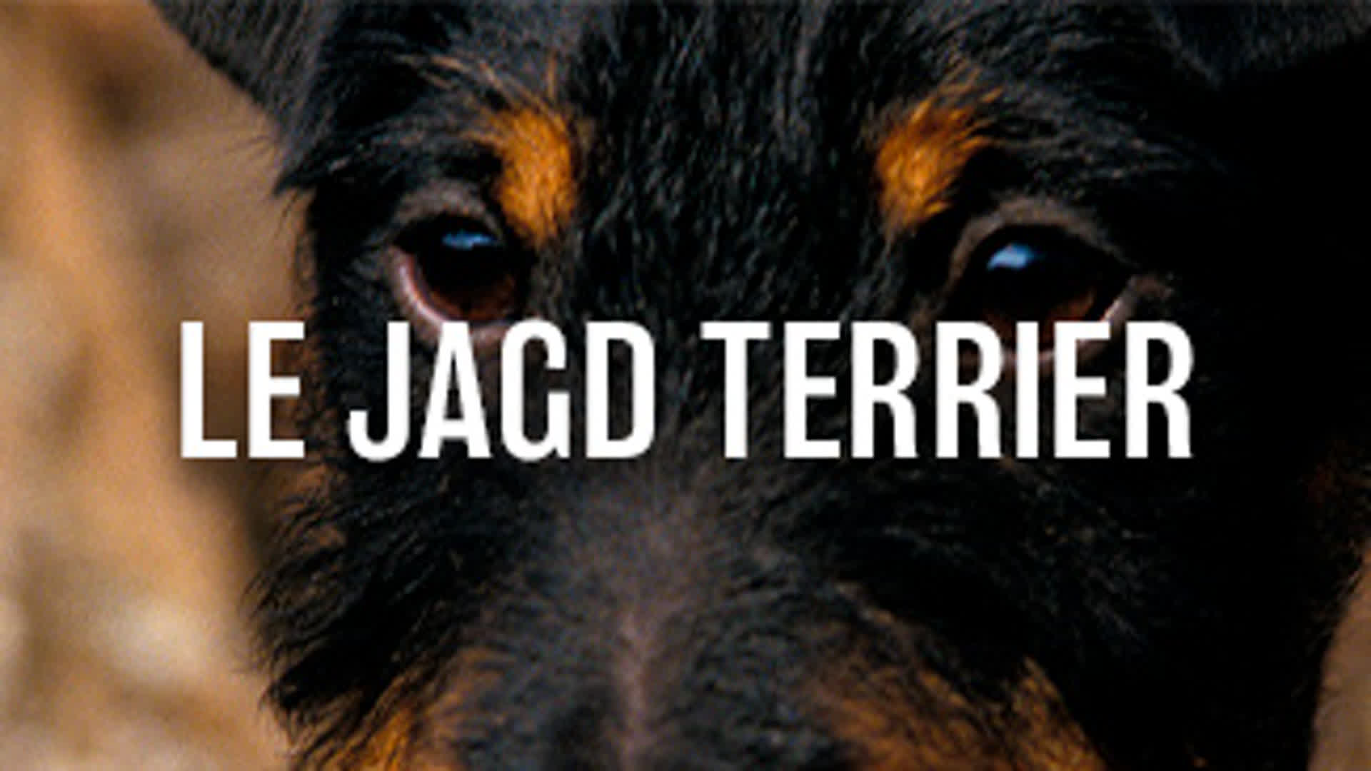 Le Jagd Terrier