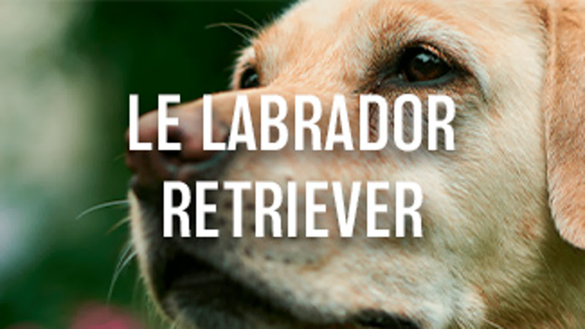 Le Labrador retriever