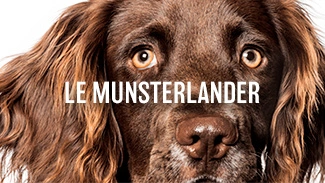 Le Munsterlander